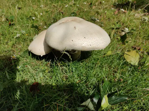 To sopper i åkersjampinjong-gruppen står tett i gresset, med brede, kremhvite hatter og en større hatt som delvis skjuler den minste.
