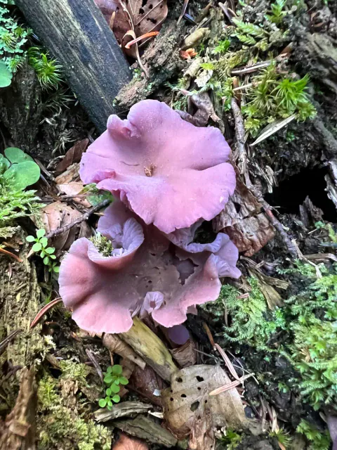 Flere ametystsopper på skogbunnen med brede fiolette hatter i ulike former.