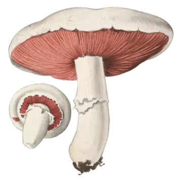 Illustrasjon av beitesjampinjong-gruppen med hvite hatter, rosa skiver og hvite stilker, én med en tydelig ring.