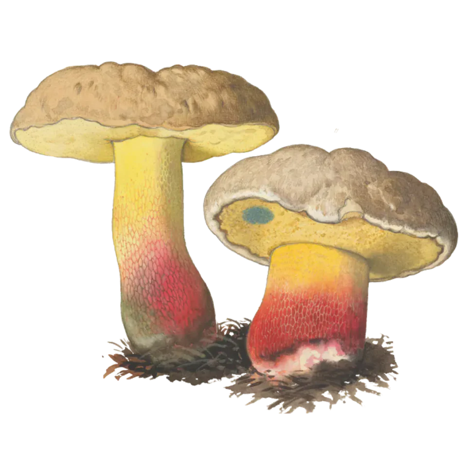 Illustrasjon av to beske rørsopper med lysebrune hatter, gule poreflater og tykke stilker som går fra gult til rødt.