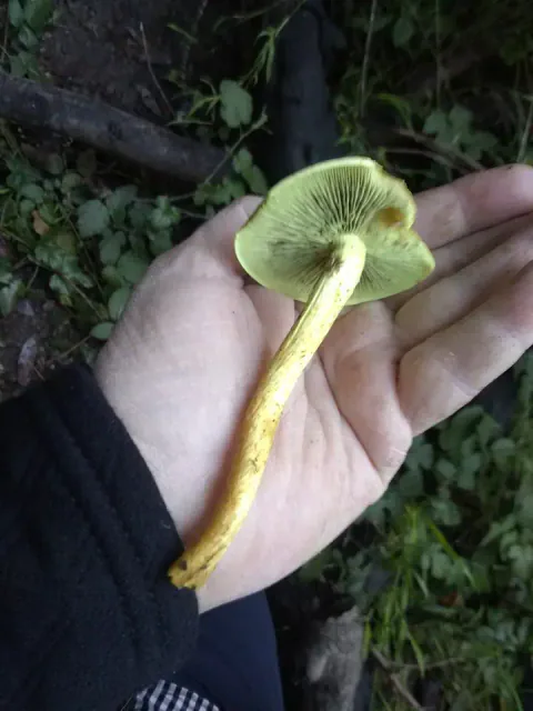 Besk svovelsopp holdes i en åpen hånd foran skogbunnen, med gulgrønne skiver og en lang, bøyd gul stilk synlig.