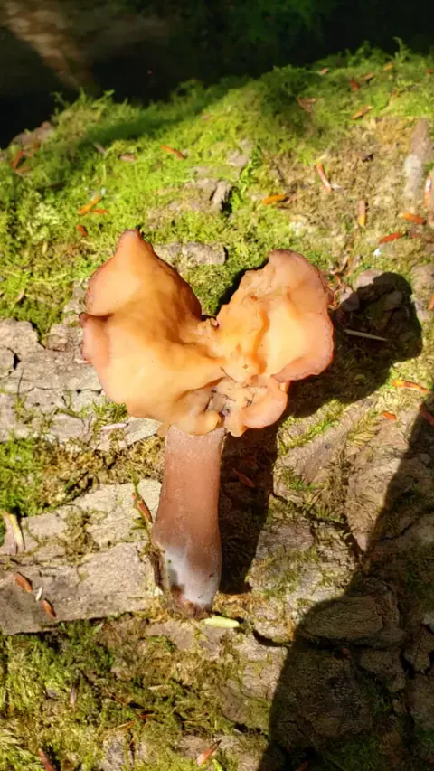 Bispelue i sollys på mosekledd bark, med gulbrun, foldet hatt og brunlig stilk som er hvit nederst.