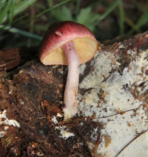 Bittersopp med rødbrun hatt, gule skiver og slank, rosabrun stilk på råtnende ved, fotografert fra siden.