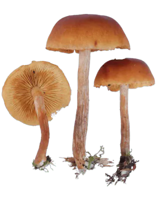 Tre frilagte bittersopper med brunoransje hatter og lange, fibrete stilker, hvorav én er vendt og viser gulbrune skiver.