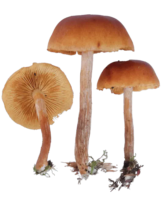 Tre frilagte bittersopper med brunoransje hatter og lange, fibrete stilker, hvorav én er vendt og viser gulbrune skiver.