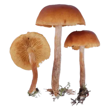 Tre frilagte bittersopper med brunoransje hatter og lange, fibrete stilker, hvorav én er vendt og viser gulbrune skiver.