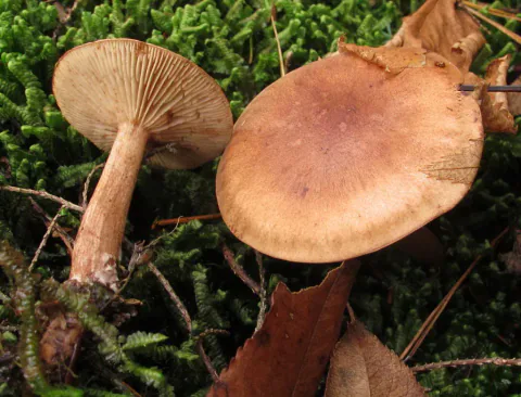 To bjørkemusseronger i grønn mose, én med brun hatt og mørkere midtparti, den andre vendt med beige skiver og brun stilk.