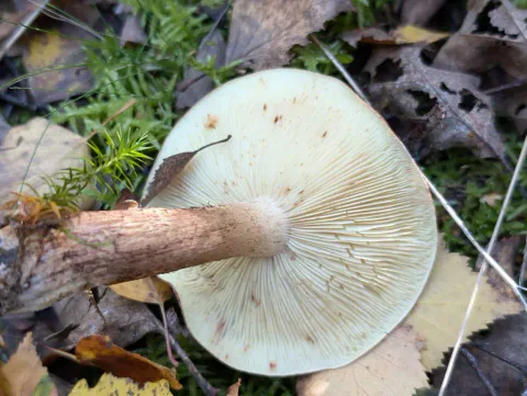 Nærbilde av bjørkemusserong på løvstrø, med lyse skiver med små brune flekker rundt en brun, fibret stilk.