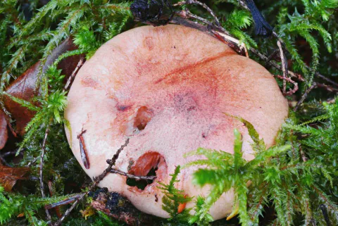 Bjørkemusserong sett ovenfra i våt grønn mose, med flat rosa- og rødbrun hatt, mørkere midtparti og kvister over overflaten.