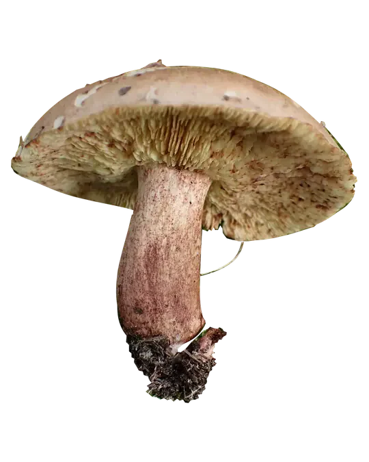 Frilagt bjørkemusserong sett fra siden, med brun hatt, bleke brunflekkete skiver og tykk rødbrun stilk med jord ved basis.