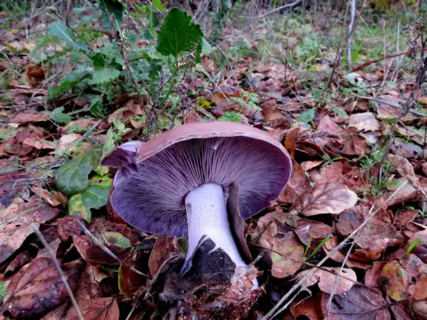 Blå ridderhatt ligger med undersiden fram på brunt skogsløv, med mørkt fiolette skiver og en lys, kraftig stilk.