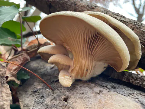Blågrå østerssopp i en klynge på liggende ved, sett fra siden med beige hatter og lyse skiver som løper ned på stilkene.