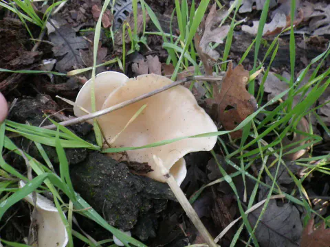 Blågrå østerssopp med lys beige, bølgete hatt vokser på mørk ved nær bakken, delvis skjult av gress og en tynn kvist.