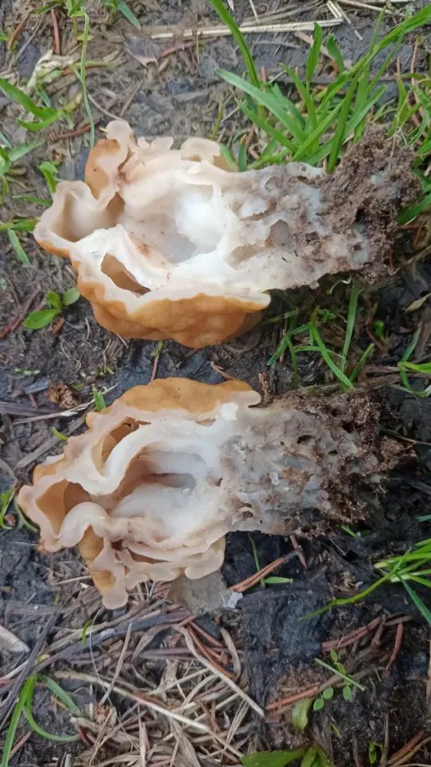 Blek sandmorkel delt på langs i to halvdeler på bakken, med hvite snittflater, store hulrom og gulbrun hattkant.