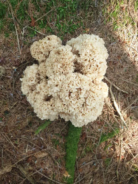 En stor, uregelmessig blomkålsopp med flere avrundede partier og lyse krusete fliker på mose og barnåler.