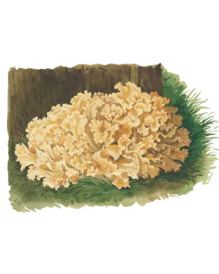 Illustrasjon av en stor, kremgul blomkålsopp med tett krusete fliker ved en stubbe omgitt av grønt gress.