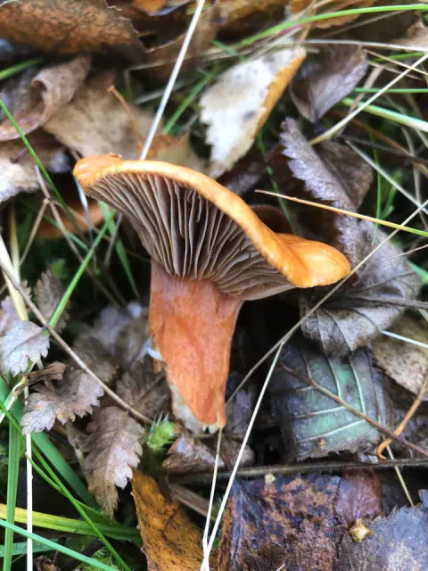 Branngul riske blant løv og gress, sett fra siden med bøyd, oransje hattkant, brunlige skiver og oransje stilk.