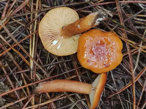 Branngule risker på et lag barnåler, med blank, oransje hatt, lyse skiver og hvite dråper på undersiden.