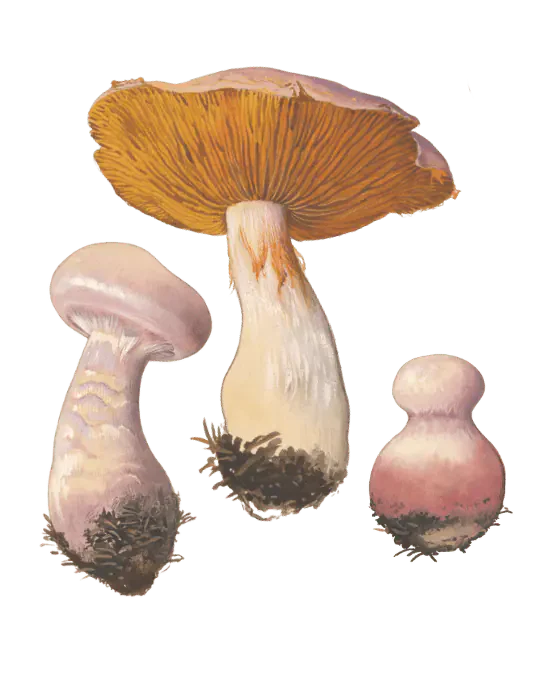 Illustrasjon av tre brunkjøttbukkesopper med fiolettrosa hatter og tykke stilker; den største viser gulbrune skiver.