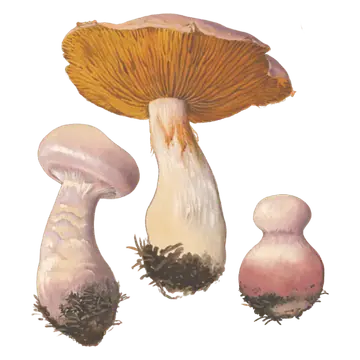 Illustrasjon av tre brunkjøttbukkesopper med fiolettrosa hatter og tykke stilker; den største viser gulbrune skiver.