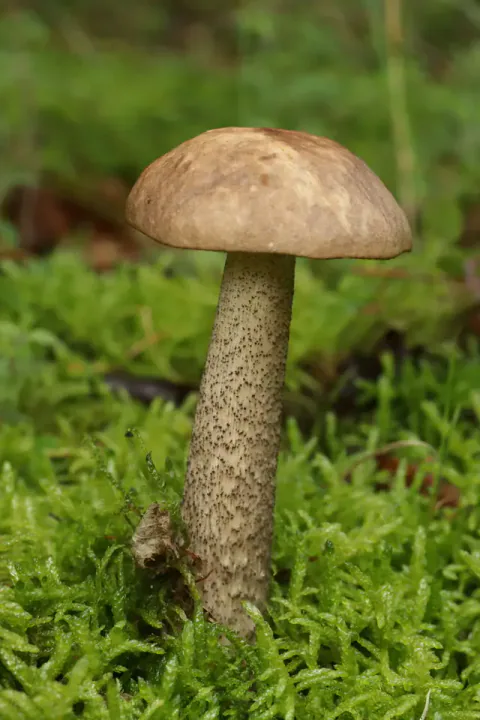 En brunskrubb står i grønn mose med hvelvet, lysebrun hatt og lang, lys stilk tett besatt med mørke små skjell.