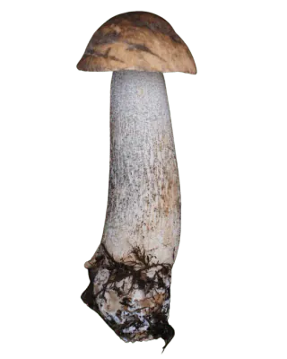 Brunskrubb med liten, hvelvet brun hatt og lang, lys stilk dekket av mørke små skjell, med jord ved basis.