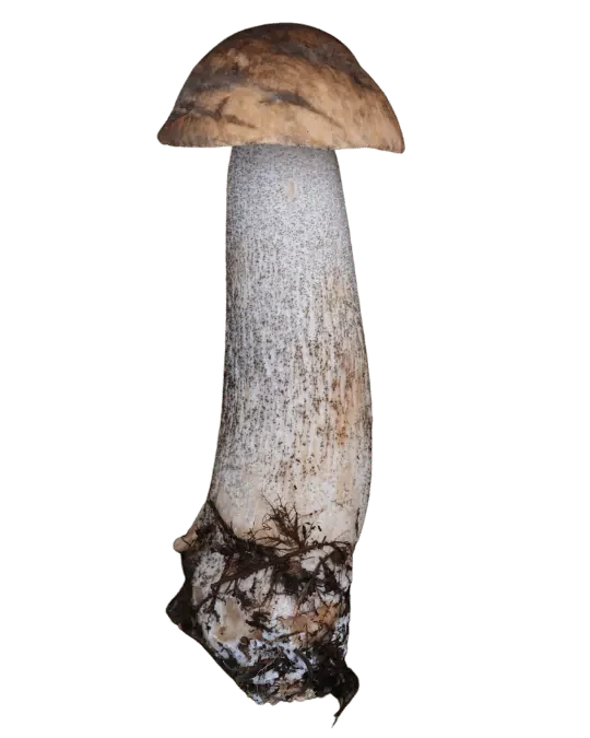 Brunskrubb med liten, hvelvet brun hatt og lang, lys stilk dekket av mørke små skjell, med jord ved basis.