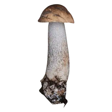 Brunskrubb med liten, hvelvet brun hatt og lang, lys stilk dekket av mørke små skjell, med jord ved basis.