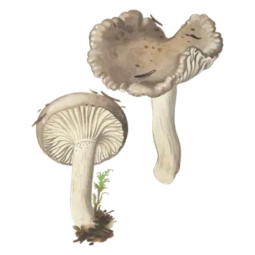 Illustrasjon av duftvokssopp med gråbrune, bølgete hatter, lyse stilker og brede, lyse skiver vist fra undersiden.