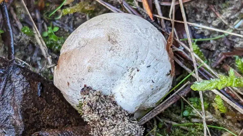Eggrøyksopp sett ovenfra mellom kvister og mose, med rund, gråhvit overflate og en liten jordklump langs kanten.