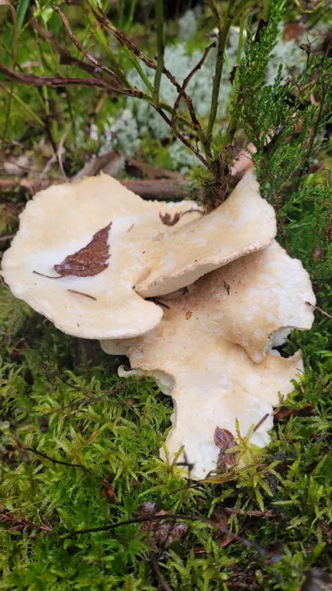 Fåresopper med overlappende, blekbrune hatter og bølgete kanter vokser i mose, med brune blader på hattene.