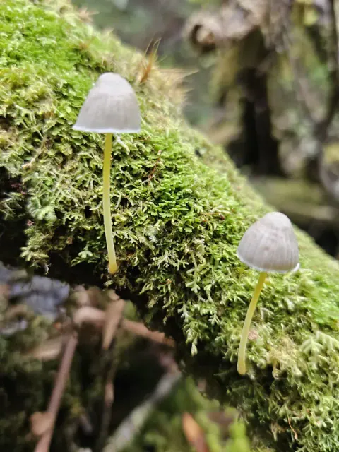 To flåhetter står et stykke fra hverandre på en mosekledd grein, med bleke klokkehatter og tynne, gulgrønne stilker.