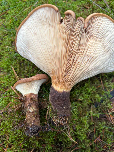 To fløyelspluggsopper med lysebrune nedløpende skiver og mørke, fløyelsfiltede stilker.