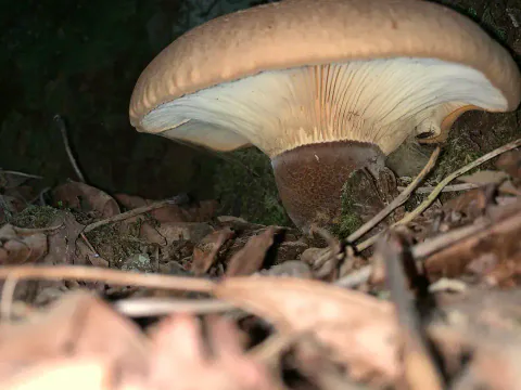 Fløyelspluggsopp sett fra bakken blant løv og kvister, med bred, brun hatt, kremgule skiver og kort, mørkebrun stilk.