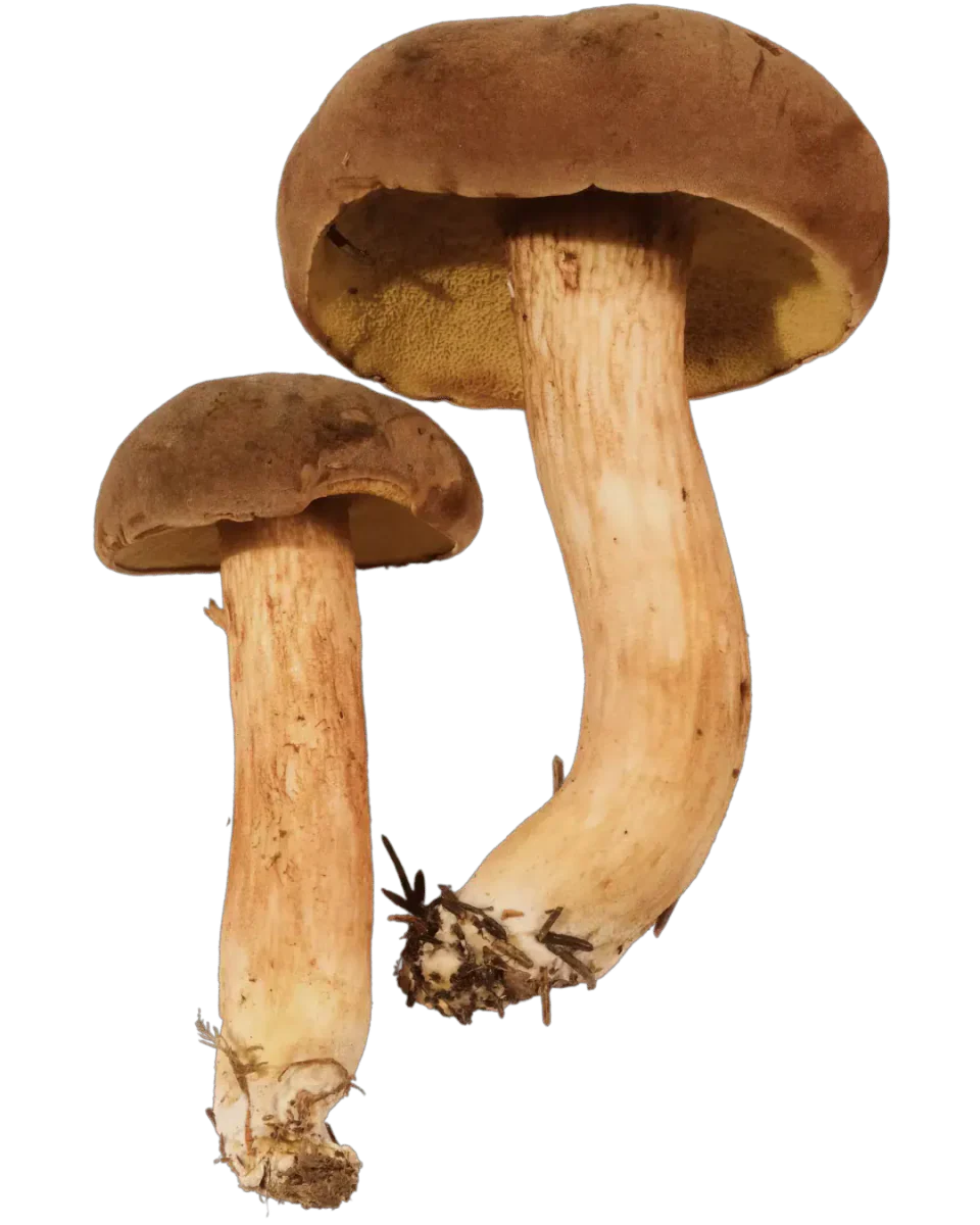 To fløyelsrørsopper med matte brune hatter, olivengul underside og lange, gulbrune stilker, den største tydelig bøyd.