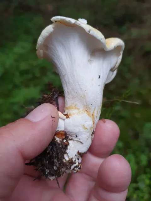 Franskbrødsopp holdt i en hånd med den hvite undersiden frem, bølgete hattkant og gulbrune flekker nederst på stilken.
