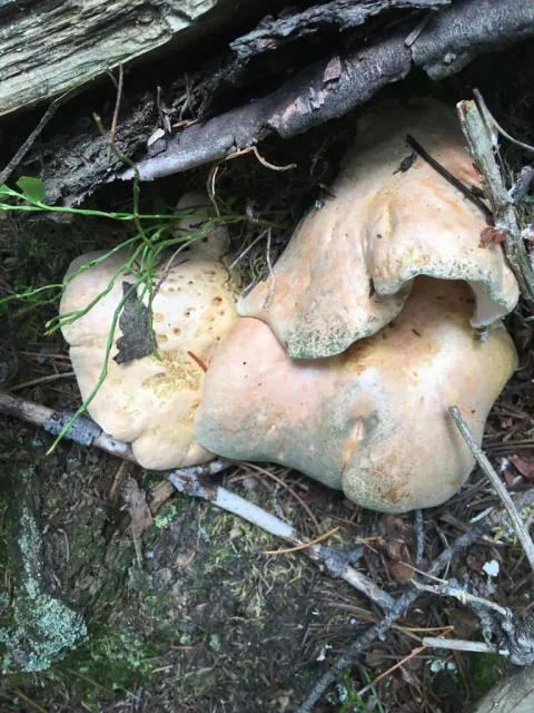 Franskbrødsopp med klumpete, sammenvokste, gulbrune hatter under mørke kvister og bark på skogbunnen.