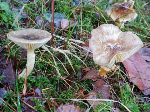 To frostvokssopper med lysegule, tykke skiver som løper svakt nedover stilken.