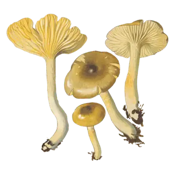 Illustrasjon av frostvokssopp med olivenbrune hatter, gul underside og slanke, bøyde stilker, sett ovenfra og nedenfra.
