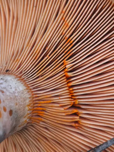 Furumatriske i nærbilde nedenfra, med tette oransjebrune skiver og små oransje dråper langs et skadet parti.