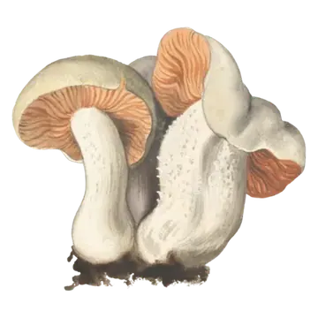 Illustrasjon av giftrødspore med bleke, bølgete hatter, rosaoransje skiver og kraftige hvite stilker.