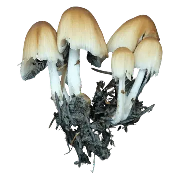 Glimmerblekksopper i en liten klynge, med gulbrune, stripete klokkehatter, mørknende kanter og tynne, hvite stilker.
