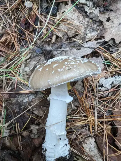 Grå fluesopp ligger på barnåler og tørt løv, med lyse flak på den gråbrune hatten og bred ring på den hvite stilken.