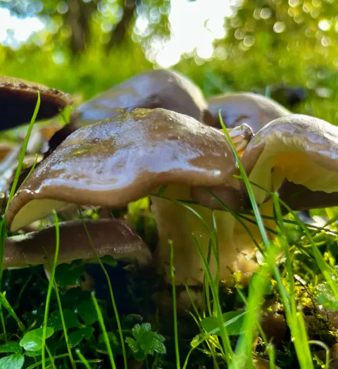 Grå knippesopp sett fra bakken mellom gresstrå, med blanke, våte brune hatter, lyse skiver og tykke stilker i motlys.