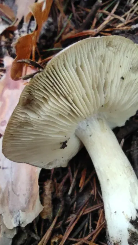 Nærbilde av gråmusserongens underside over løv og barnåler, med tette blekgule skiver og en lys stilk med svakt gult skjær.