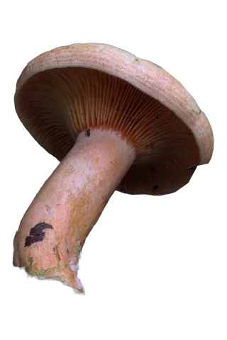 Frilagt granmatriske sett skrått nedenfra, med brunoransje skiver og en buet, lys oransje stilk med mørke flekker.