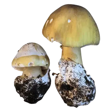 To grønne fluesopper med gulgrønne hatter og hvite hylstre rundt de jorddekte stilkbasene, vist i ulik størrelse.