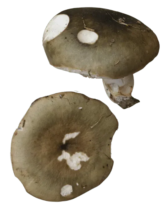 Illustrasjon av grønnkremle sett fra siden og ovenfra, med grågrønne hatter, lyse skader i hatthuden og kort, lys stilk.