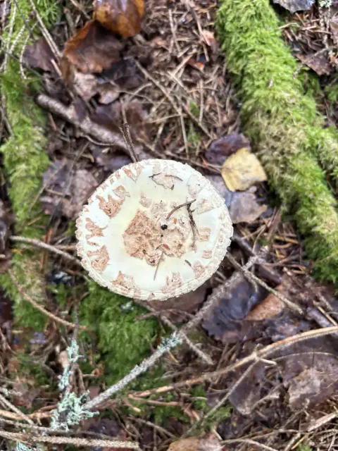 Gul fluesopp i barskog med kremgul hatt og et oppsprukket gråhvitt velumbelegg.