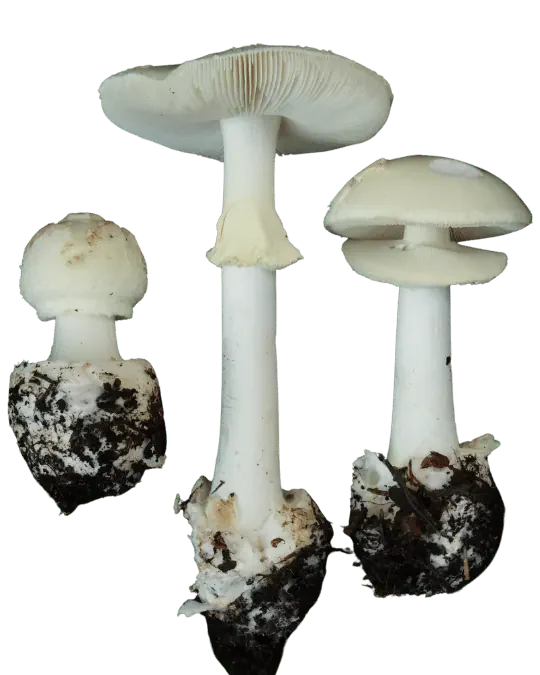 Tre gule fluesopper med bleke hatter og hvite stilker; den høyeste viser lyse skiver og en hengende ring.